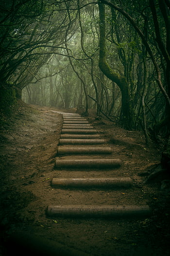 foggy forest, tree trunk steps, mystical atmosphere, fairy tale setting, dense forest, foggy pathway, natural steps, forest steps, tree trunk pathway, enchanting forest, forest staircase