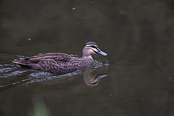 pacific Black Duck, duck, bird, anas Superciliosa, waterfowl, water Bird, aquatic Bird, animal, feathers, plumage, avian