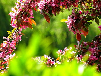 mor petal çiçekler, parlak pembe çiçekler, yemyeşil bahar bahçesi, canlı yeşil yaprak, çiçek açan çiçekler, bahar çiçekleri, bahçe çiçekleri, çiçek güzelliği, doğa fotoğrafçılığı, açık manzara