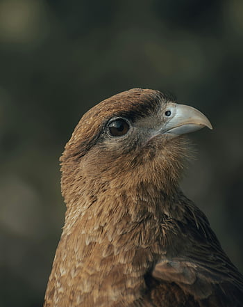 Chimango Caracara, pták portrét, Podrobný portrét, přírodní pozadí, fotografování ptáků, fotografování divoké zvěře, druhů ptáků, Pták detail, pták zobák, ptačí peří, ptačí oči