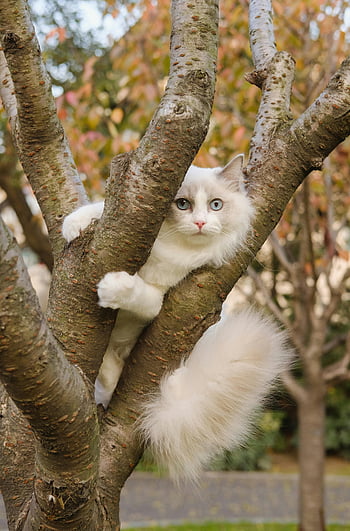 cat climbing tree, fluffy cat, white and gray cat, blue-eyed cat, ragdoll cat, tree branch, autumn setting, outdoor cat, cute cat, fluffy tail, perched cat