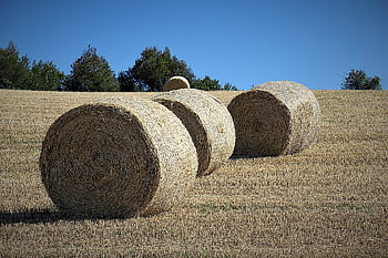 hooibalen, tarwe, landbouw, rietje, veevoeder, veld-, landelijk, oogst