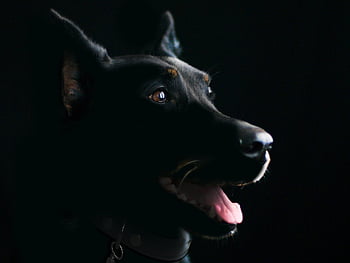 hond, huisdier, dier, zwarte Hond, zoogdier, natuur, hoektand, schattige hond, dierenportret