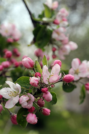 apple Tree, spring, nature, pink, bloom, may