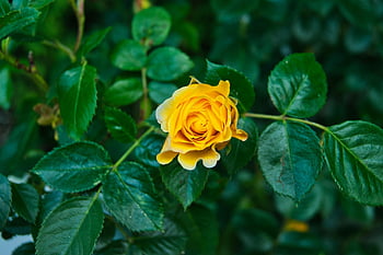 rosa, flor, verde, naturaleza, amarillo, jardin, minimalismo