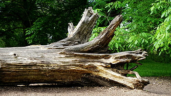 tree log, fallen tree trunk, green foliage, serene woodland, natural landscape, outdoor scene, forest floor, tree bark, nature photography, woodland area, tree trunk