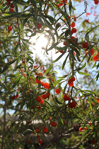 goji berries, red round fruits, tree branch, sunlight streaming, outdoor nature scene, vibrant fruits, lush tree, red berries, natural light, outdoor photography, berry tree