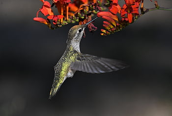 anna's Hummingbird, hummingbird, bird, beak, wings, feathers, plumage, animal, wildlife, avian, nature