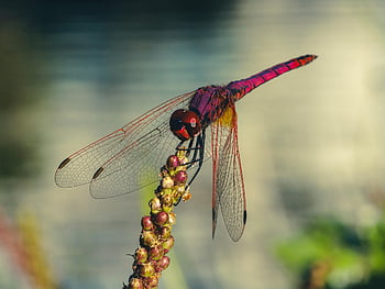 dragonfly, wing, nature, bug, fly, view, macro, colors, fast, animal, close