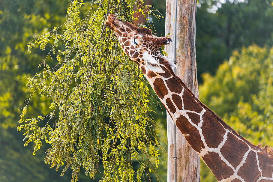 動物、 キリン、 哺乳類、 野生動物、 ウルフダウン、 Tiergarten、 伸びた、 動物園