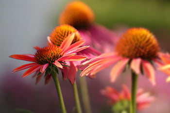 Echinacea viola, carta da parati floreale, fiori, sfondo di fiori, giardino, bellissimi fiori, natura, echinacea purpurea, floreale, flora, fioritura