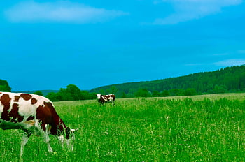 krávy pasoucí se, Svěží zelená pastvina, jasné modré nebe, Klidná venkovská scéna, letní krajina, Mírové krávy, zelené pole, modrá obloha, Venkovské léto, pasoucí se krávy, krajina