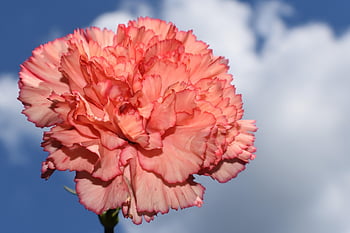 carnation, beautiful Flowers, flower Background, flower, plant, garden, bloom, flower Wallpaper, flora, nature, closeup