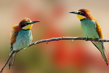 ptáků, evropský včelí jedlík, ornitologie, druh, zvíře, fauna, ptačí, volně žijících živočichů, peří