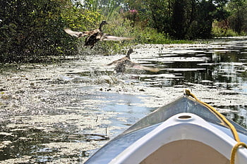 boat Tour, gray Geese, startled, flight, kiel, river Cruise, flutter, walk In The Park, hh, hamburgensien, hamburg