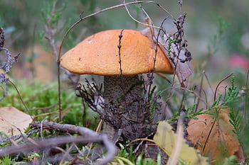 μανιτάρια, δάσος, δάσος μανιταριών, chanterelles, boletus, φρέσκο, φαγητό, yummy, σιωπή, καλοκαίρι, Ρωσία