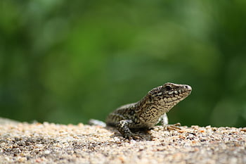 jaszczurka, gad, dzikiej przyrody, świat zwierząt, łuskowaty, Natura, na dworze, iguana, ścieśniać, kreatura, Mały gad
