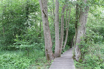 Waldweg, hölzerne Spur, Weg, Sumpf, Wald, Pfad, Netz, Natur, Naturschutzgebiet, Hochmoor, Holzbretter