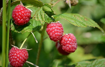 raspberries, garden Plant, nature, red, fruit, ripe, yummy, healthy, berry Bush, raspberry Bush, leaves
