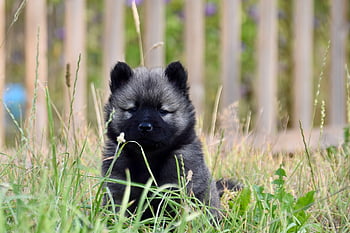 puppy, dog, adorable, young Eurasier, dog Breed, doggy, mammals, adorable Puppy, eurasier, animal, pet