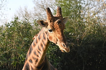 žirafa, zvíře, savec, zoo, Příroda, býložravý, přežvýkavec