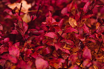 red leaf plant, vibrant red leaves, autumn foliage, fall leaves, close-up leaves, red autumn leaves, fall season, red leaves, autumn leaves, fall colors, leaf plant