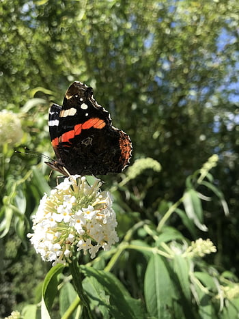 admiral, butterfly, edelfalter, butterflies, insect, flying Insect, animal, wing, sensor, nature, summer