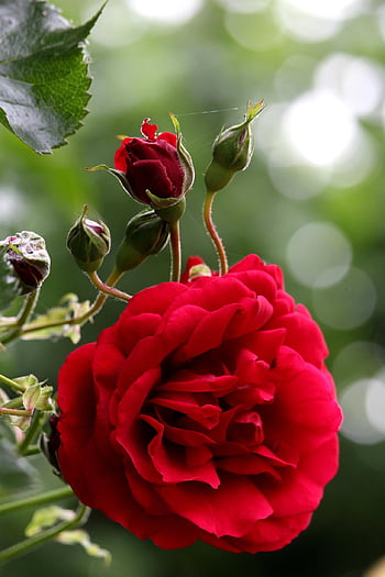 rose, red Rose, rose Buds, flower Buds, bloom, flora, blossom, rose Bush, garden, nature