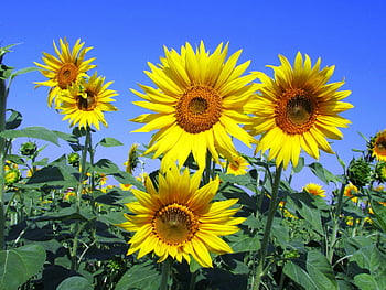 sarı petal çiçek, Parlak sarı ayçiçeği, çiçek açan ayçiçeği, açık mavi gökyüzü, Yaz canlı güzelliği, ayçiçeği tarlası, açık doğa, çiçek güzelliği, güneşli gün, doğal manzara, sarı çiçek