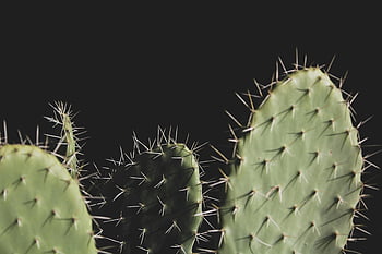 kaktus, pichlavý hruška, detail, zelené rostliny, ostré ostny, tmavé pozadí, Podrobná fotografie, tři kaktusy, pouštní flóra, sukulentních rostlin, botanická fotografie