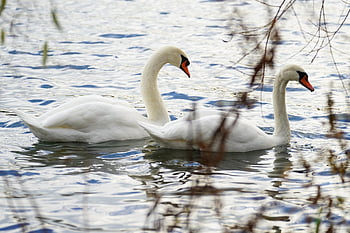 swans, pair, birds, waterfowls, water Birds, lake, water, white Swans, feathers, white Feathers, plumage