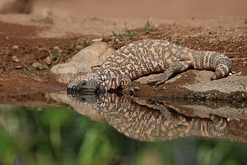 gila, lizard, dragon, reptile, monster, scales, venom, venomous, wildlife, exotic, nature