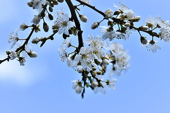 švestkové květy, květ, Slivoň, poboček, švestka, ovocný strom květ, Příroda, pupen, slunný, švestkové pupeny, jaro
