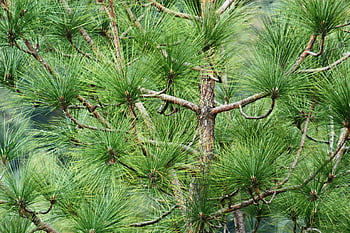 evergreen pine tree, vibrant green needles, close-up branches, natural beauty, pine tree branches, green leaves, evergreen tree, tree with green leaves, pine needles, natural greenery, close-up tree