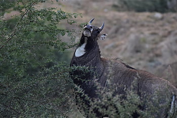 antilopa, nilgau, Muž Blue Bull, býložravec, Muž Nilgai, mužský, zvíře, divoký, fauna, volně žijících živočichů, Příroda