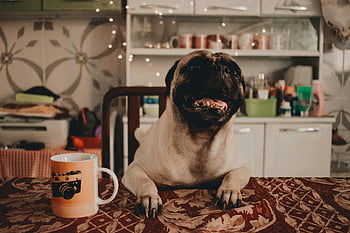 fawn pug, lean on table, white mug, charming pug dog, cozy indoor setting, coffee cup, indoor photo, pug at table, cute pug, cozy setting, pug with mug