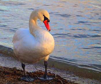biały łabędź, łabędź niemy, Brzeg rzeki, wodny ptak, zwierzę, ptak, Natura, dzikiej przyrody