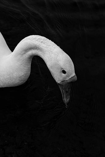 cigno, avvicinamento, in scala di grigi, bianco e nero, elegante, gocce d'acqua, becco, fotografia naturalistica, natura, animale, monocromatico