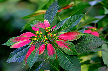 poinsettia, plant, leaves, nature, foliage, flora, red In Green