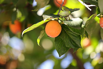 autumn, persimmon, persimmon Tree, fruit, harvest, results