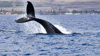 humpback, whale, whale Tail, sea, nature, maui, marine, tail, ocean, splash, pacific