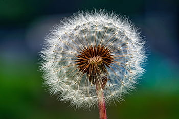 Hall di dente di leone, dente di leone, fiore, bellissimo, Fiore di campo, fiore selvaggio, Repubblica di Corea, pianta, macro, apporre