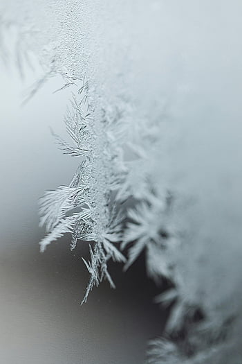 frozen leaves, frost patterns, glass surface, winter, close-up, intricate frost, detailed close-up, frosty glass, winter frost, frosty leaves, frozen glass