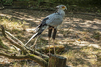 bird, avian, secretary, wings, feathers, raptor, animal, nature, wildlife, predator, savannah