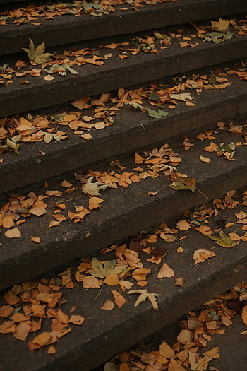 dried leaves, concrete stairs, autumn leaves, stone steps, fall season, outdoor scene, nature photography, seasonal change, dry foliage, step details, close-up shot