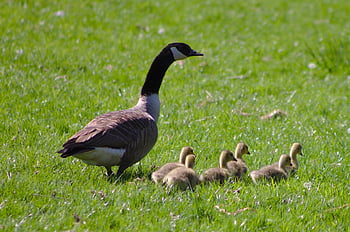 oca canada, branta, canadensis, paperi, bambino, Oca, oche, pulcini, natura, animali, giovane