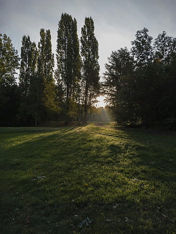 Tranquil Park, Alba, nebbia, alberi alti, luce del mattino, ombre, alberi a foglia verde, campo di erba verde, scena pacifica, paesaggio naturale, ambiente sereno