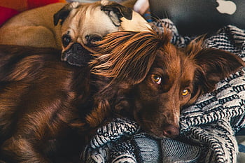 Brown Gordon Setter, Pug, adorable dogs, cuddling dogs, love and companionship, pet photography, dog friendship, cozy dogs, pet cuddles, dog snuggles, animal companionship
