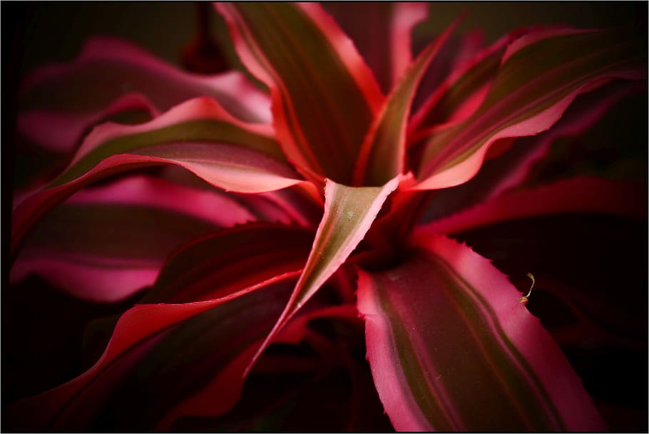 red, leaf, plant, nature, close up, garden, park, thorn, GT, number 4