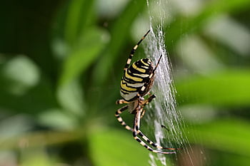 wasp Spider, spider Web, insect, argiope Bruennichi, wildlife, macro